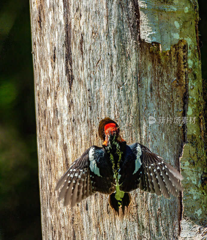 红胸sapsucker (Sphyrapicus ruber)是一种中型啄木鸟，生活在北美西海岸的森林里。加州索诺玛县的盐点州立公园。